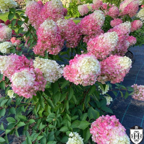 Hydrangea paniculata 'Pinky Promise' - Aedhortensia 'Pinky Promise' C5/5L